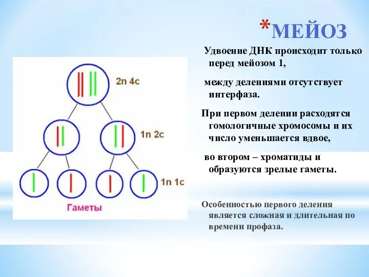 МЕЙОЗ Удвоение ДНК происходит только перед мейозом 1, между делениями отсутствует