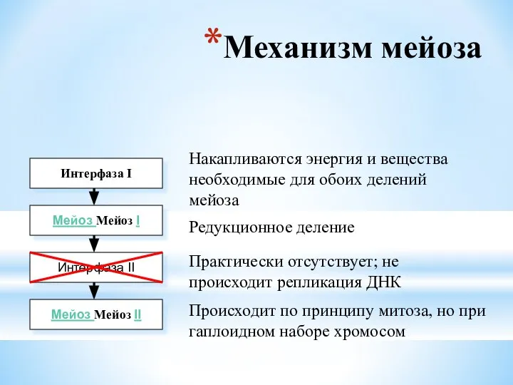 Механизм мейоза Интерфаза I Мейоз Мейоз I Интерфаза II Мейоз Мейоз