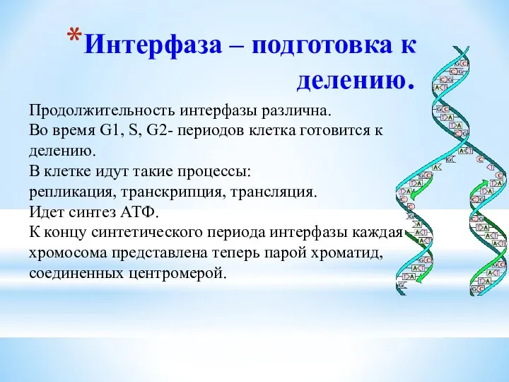 Интерфаза – подготовка к делению. Продолжительность интерфазы различна. Во время G1,