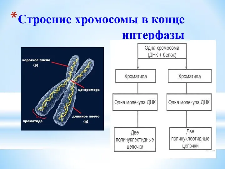 Строение хромосомы в конце интерфазы