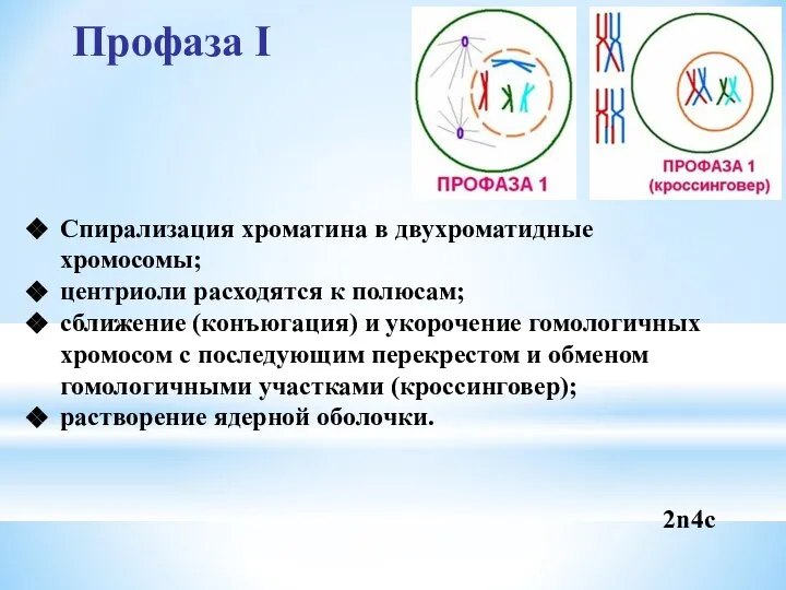 Профаза I Спирализация хроматина в двухроматидные хромосомы; центриоли расходятся к полюсам;