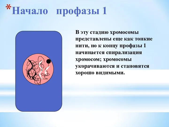 Начало профазы 1 В эту стадию хромосомы представлены еще как тонкие