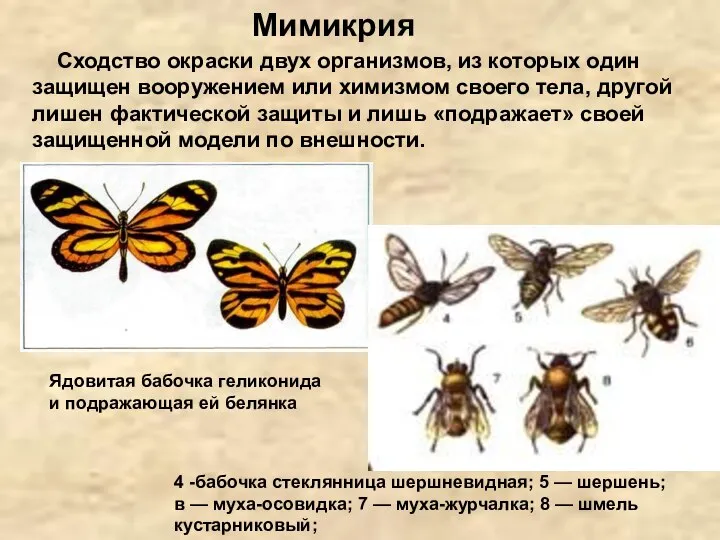 Мимикрия Сходство окраски двух организмов, из которых один защищен вооружением или