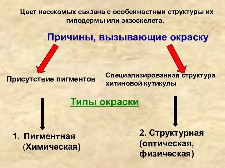 Цвет насекомых связана с особенностями структуры их гиподермы или экзоскелета. Причины,