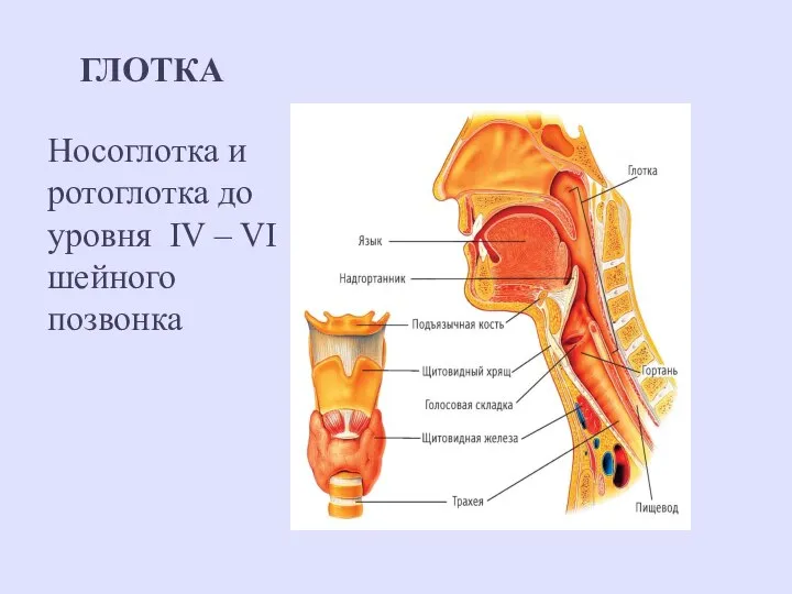 ГЛОТКА Носоглотка и ротоглотка до уровня IV – VI шейного позвонка