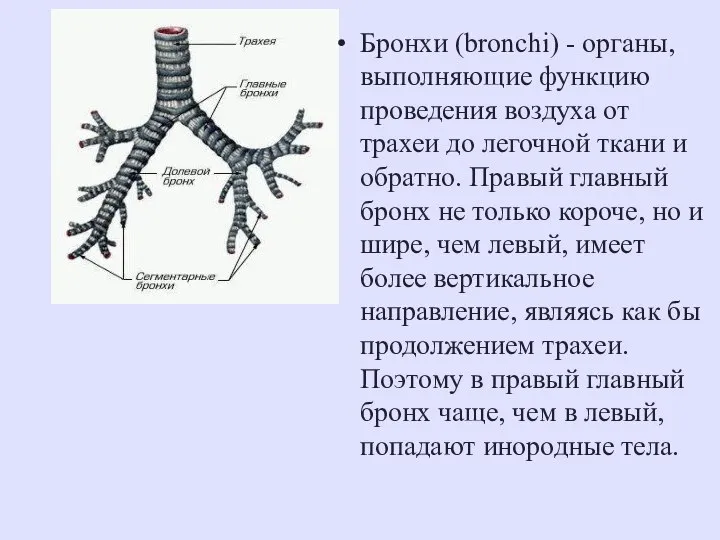 Бронхи (bronchi) - органы, выполняющие функцию проведения воздуха от трахеи до