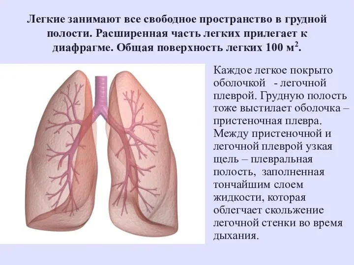 Легкие занимают все свободное пространство в грудной полости. Расширенная часть легких