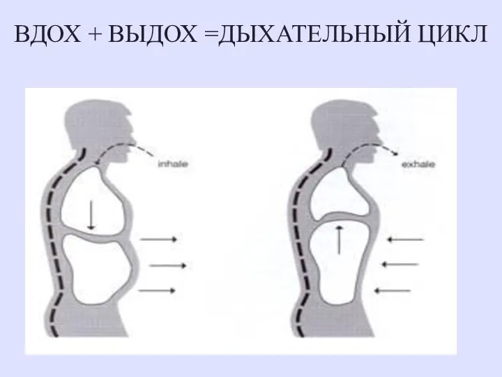 ВДОХ + ВЫДОХ =ДЫХАТЕЛЬНЫЙ ЦИКЛ