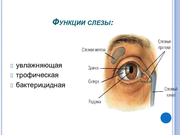 Функции слезы: увлажняющая трофическая бактерицидная