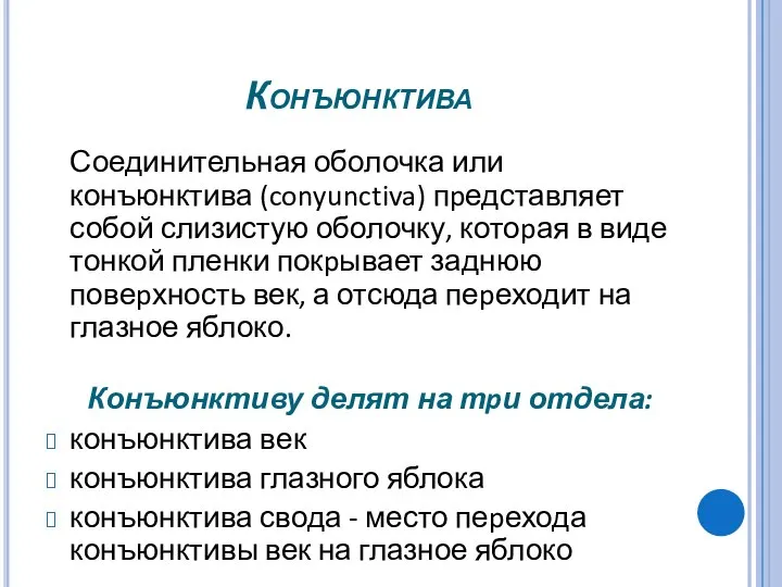 Конъюнктива Соединительная оболочка или конъюнктива (conyunctiva) пpедставляет собой слизистую оболочку, котоpая