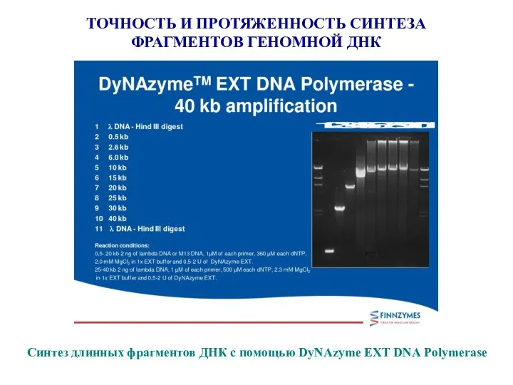 Синтез длинных фрагментов ДНК с помощью DyNAzyme EXT DNA Polymerase ТОЧНОСТЬ