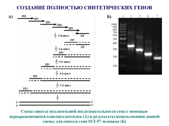 Схема синтеза нуклеотидной последовательности гена с помощью перекрывающихся олигонуклеотидов (А) и