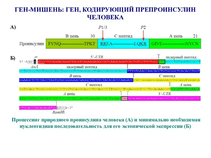 ГЕН-МИШЕНЬ: ГЕН, КОДИРУЮЩИЙ ПРЕПРОИНСУЛИН ЧЕЛОВЕКА Процессинг природного проинсулина человека (А) и