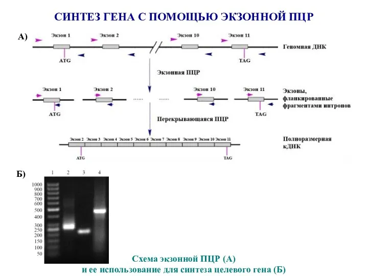 Схема экзонной ПЦР (А) и ее использование для синтеза целевого гена