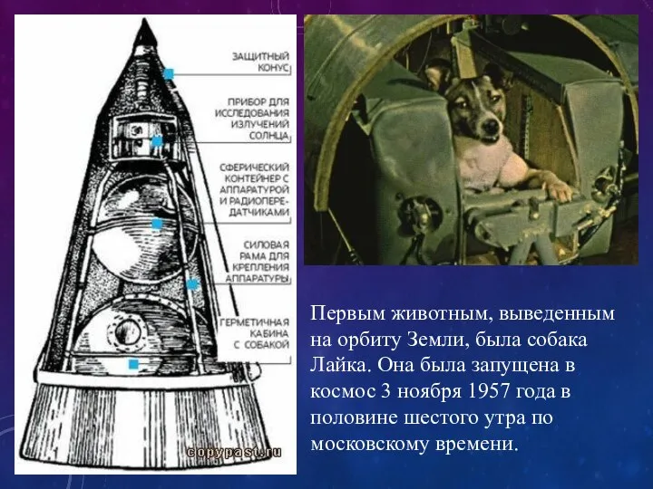 Первым животным, выведенным на орбиту Земли, была собака Лайка. Она была