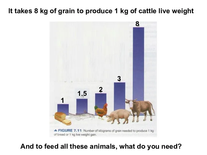 It takes 8 kg of grain to produce 1 kg of