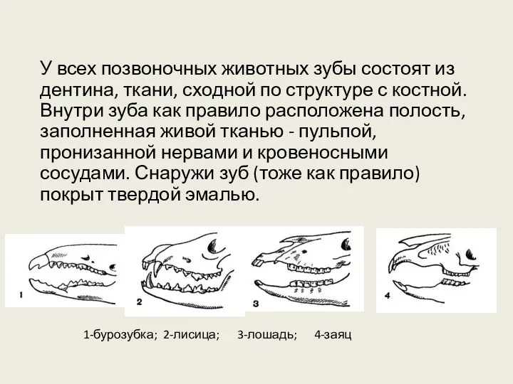 У всех позвоночных животных зубы состоят из дентина, ткани, сходной по