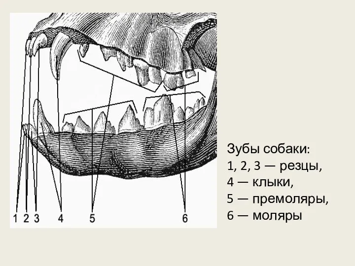 Зубы собаки: 1, 2, 3 — резцы, 4 — клыки, 5 — премоляры, 6 — моляры