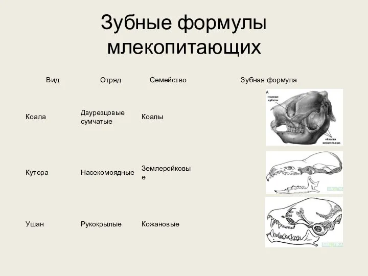 Зубные формулы млекопитающих