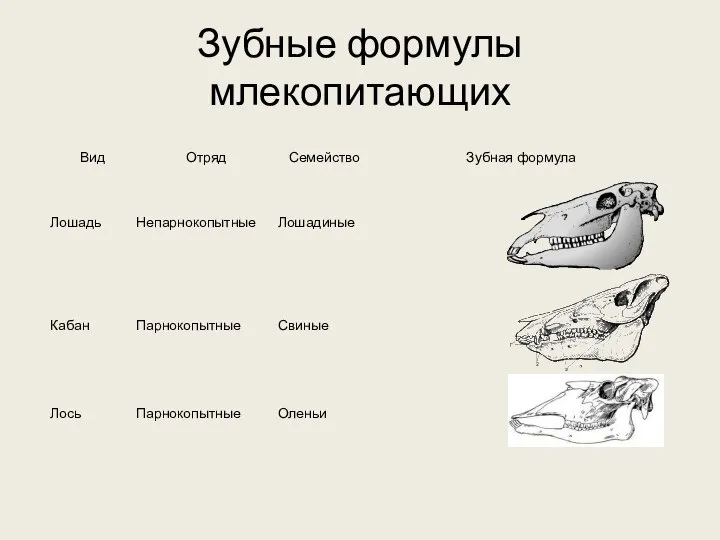 Зубные формулы млекопитающих