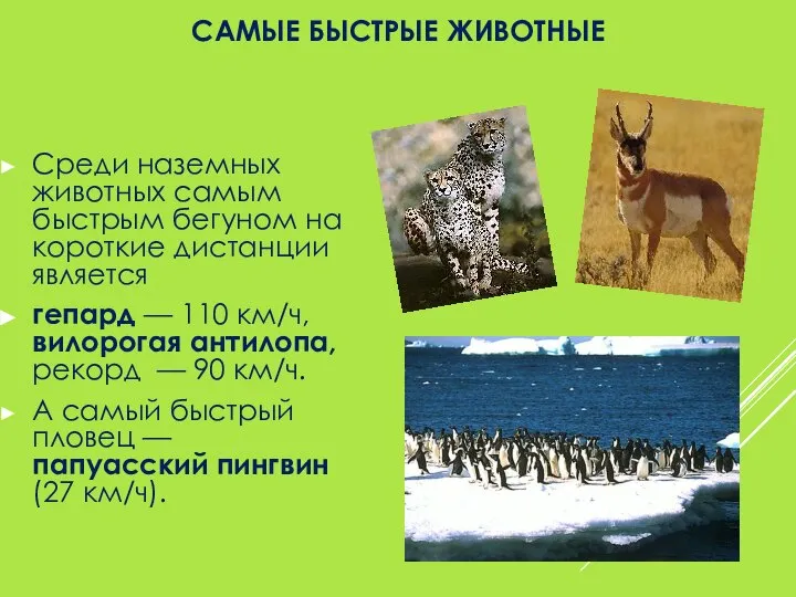 САМЫЕ БЫСТРЫЕ ЖИВОТНЫЕ Среди наземных животных самым быстрым бегуном на короткие