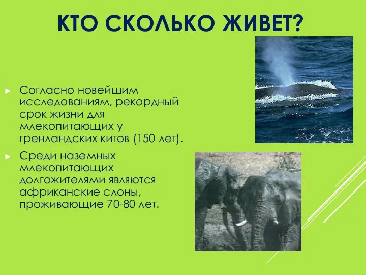 КТО СКОЛЬКО ЖИВЕТ? Согласно новейшим исследованиям, рекордный срок жизни для млекопитающих