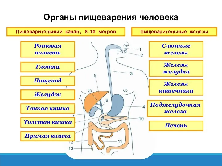 Органы пищеварения человека Пищеварительный канал, 8-10 метров Пищеварительные железы Ротовая полость