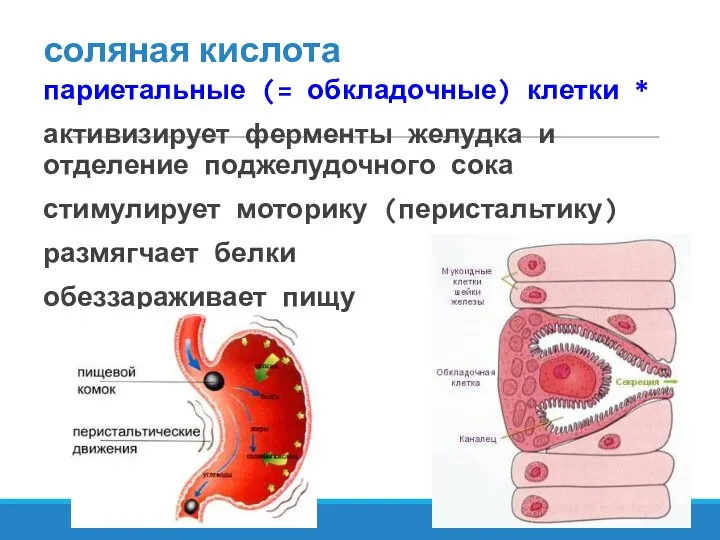 соляная кислота париетальные (= обкладочные) клетки * активизирует ферменты желудка и