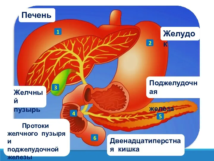 Поджелудочная железа Протоки желчного пузыря и поджелудочной железы Желчный пузырь Печень