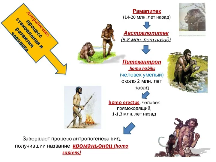 Антропогенез - процесс становления и развития человека Рамапитек (14-20 млн. лет