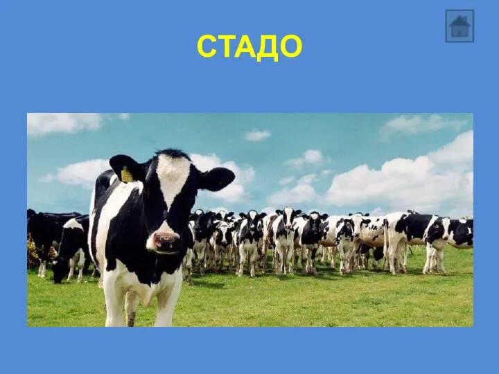 СТАДО