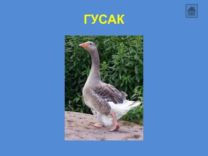 ГУСАК