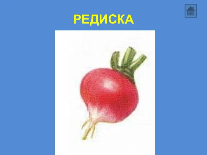 РЕДИСКА