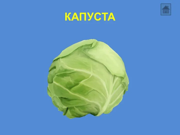 КАПУСТА