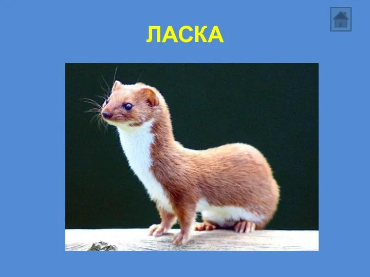 ЛАСКА