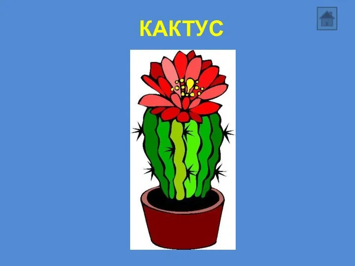 КАКТУС