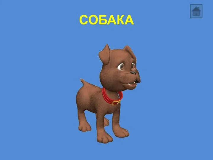 СОБАКА