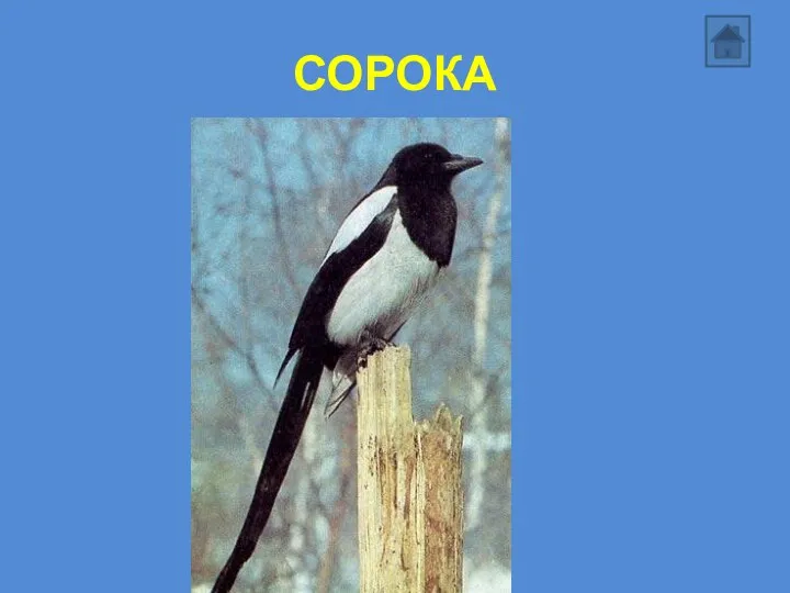 СОРОКА