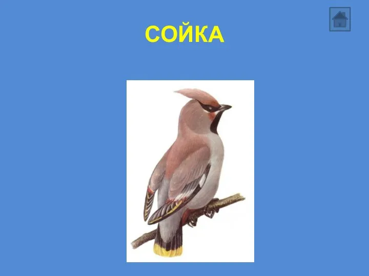 СОЙКА