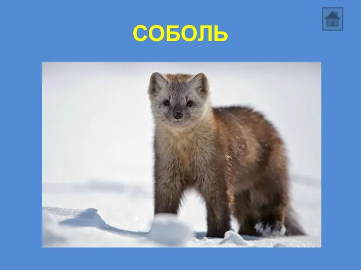 СОБОЛЬ