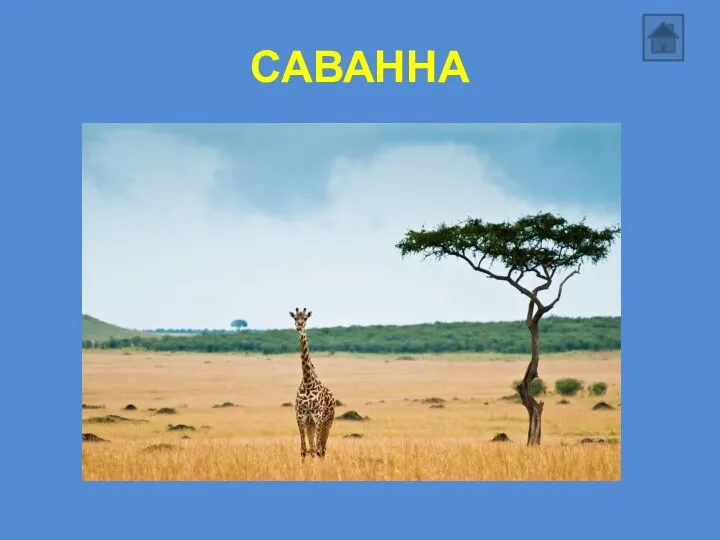 САВАННА