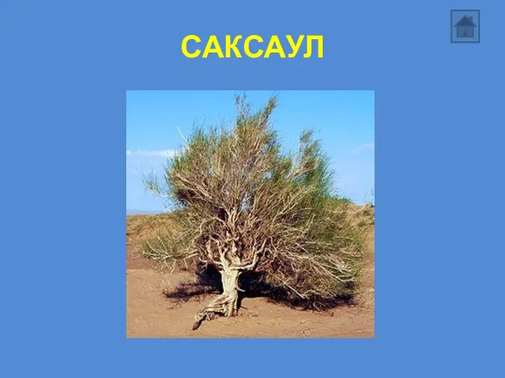 САКСАУЛ