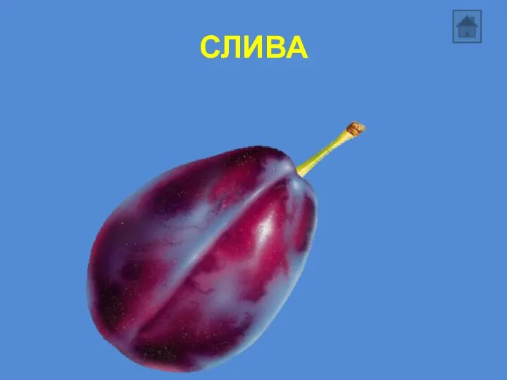 СЛИВА