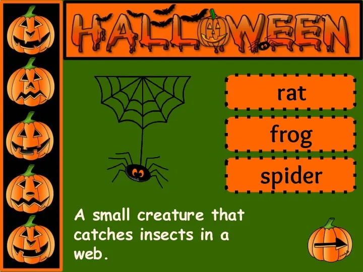 A small creature that catches insects in a web. rat frog spider