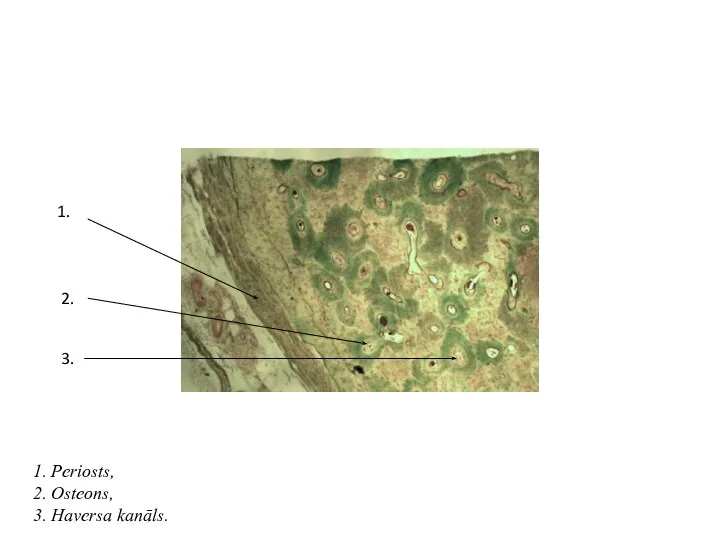 1. 2. 1. Periosts, 2. Osteons, 3. Haversa kanāls. 3.