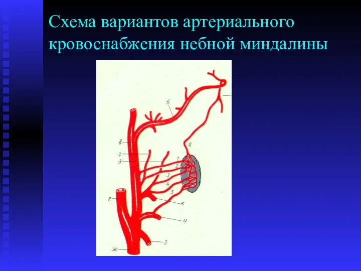 Схема вариантов артериального кровоснабжения небной миндалины