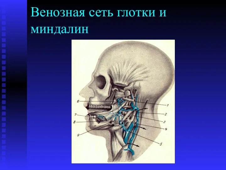 Венозная сеть глотки и миндалин