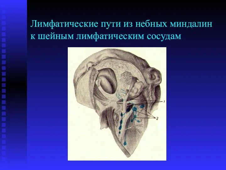 Лимфатические пути из небных миндалин к шейным лимфатическим сосудам