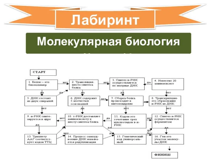 Молекулярная биология Класс 10 Лабиринт