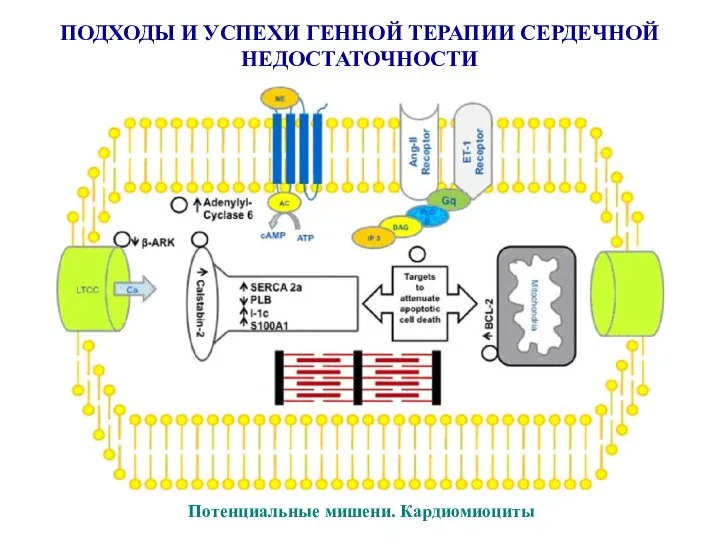 ПОДХОДЫ И УСПЕХИ ГЕННОЙ ТЕРАПИИ СЕРДЕЧНОЙ НЕДОСТАТОЧНОСТИ Потенциальные мишени. Кардиомиоциты